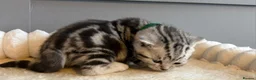 British Shorthair cats for sale: Beautiful bsh kittens  - Advert 35