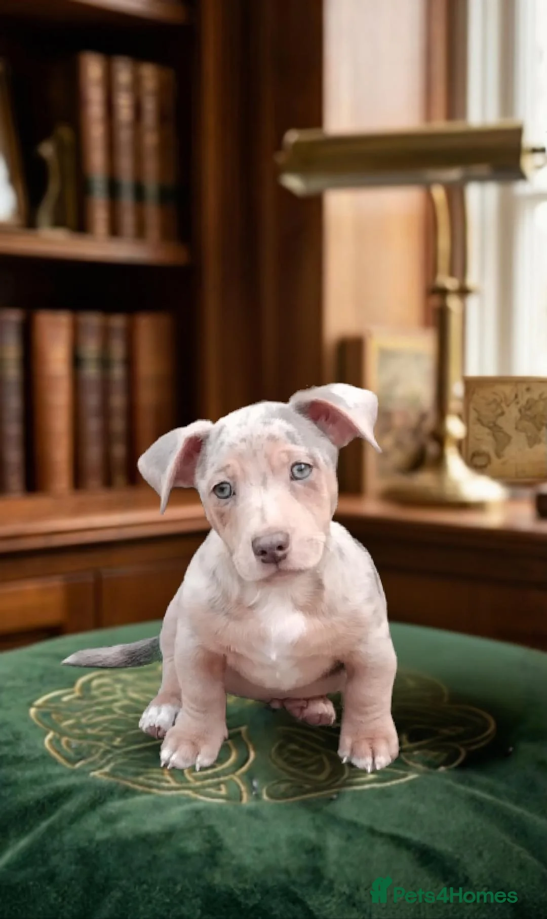 Jack Russell dogs for sale: jack Russell for sale - Advert 1