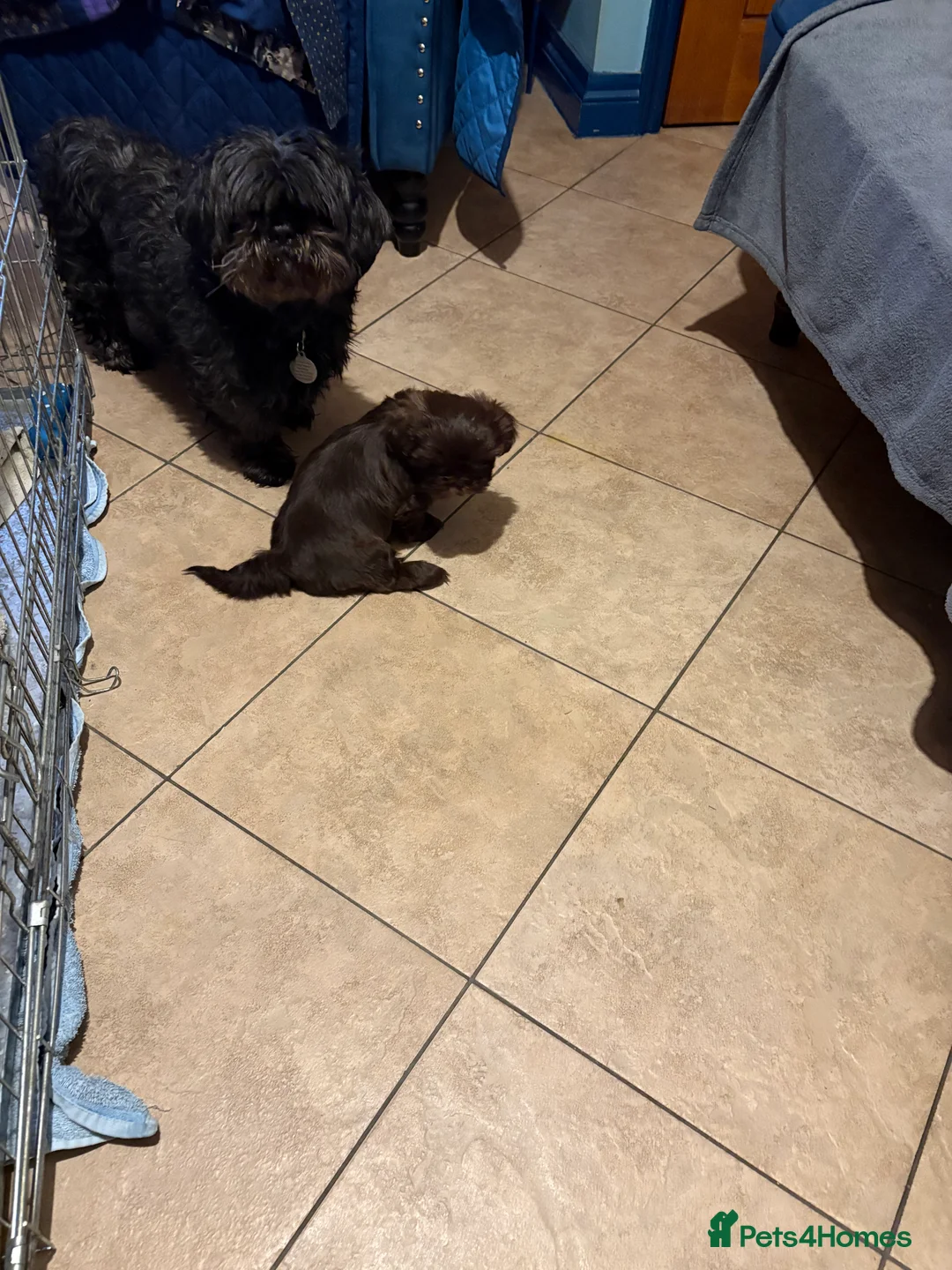 Shih Tzu dogs for sale: ALL SOLD THANK YOU - Advert 26