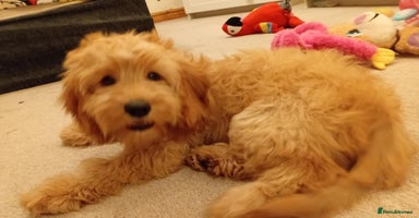 Goldendoodle dogs - Advert 9