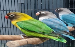 Lovebirds birds for sale: Fishers Lovebirds  - Image 2