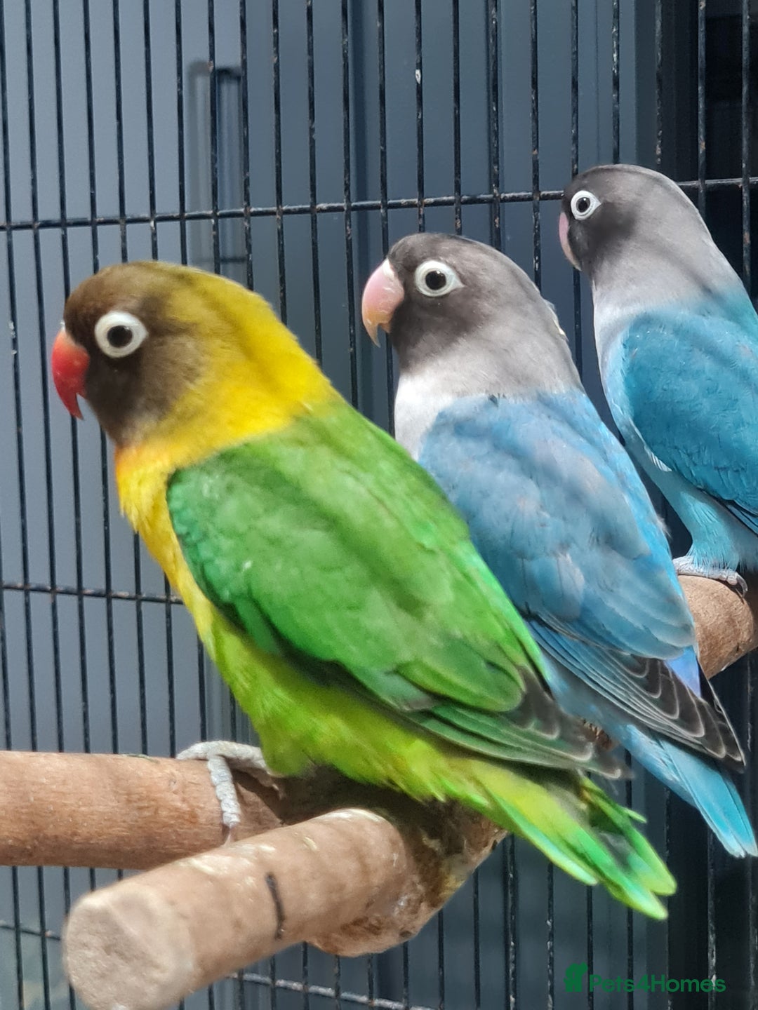 Lovebirds birds for sale: Fishers Lovebirds  - Image 2
