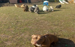 American Bully dogs for sale: princess for rehoming - Image 2