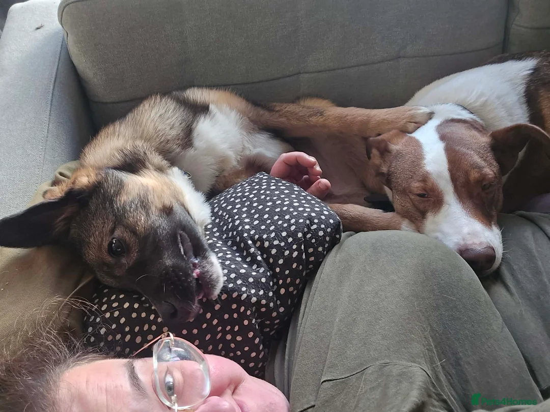 Mixed Breed dogs for adoption: Colby for adoption in Hastings - Advert 8