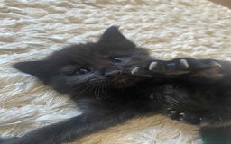 Domestic Shorthair cats for sale: 4 beautiful kittens  - Image 10