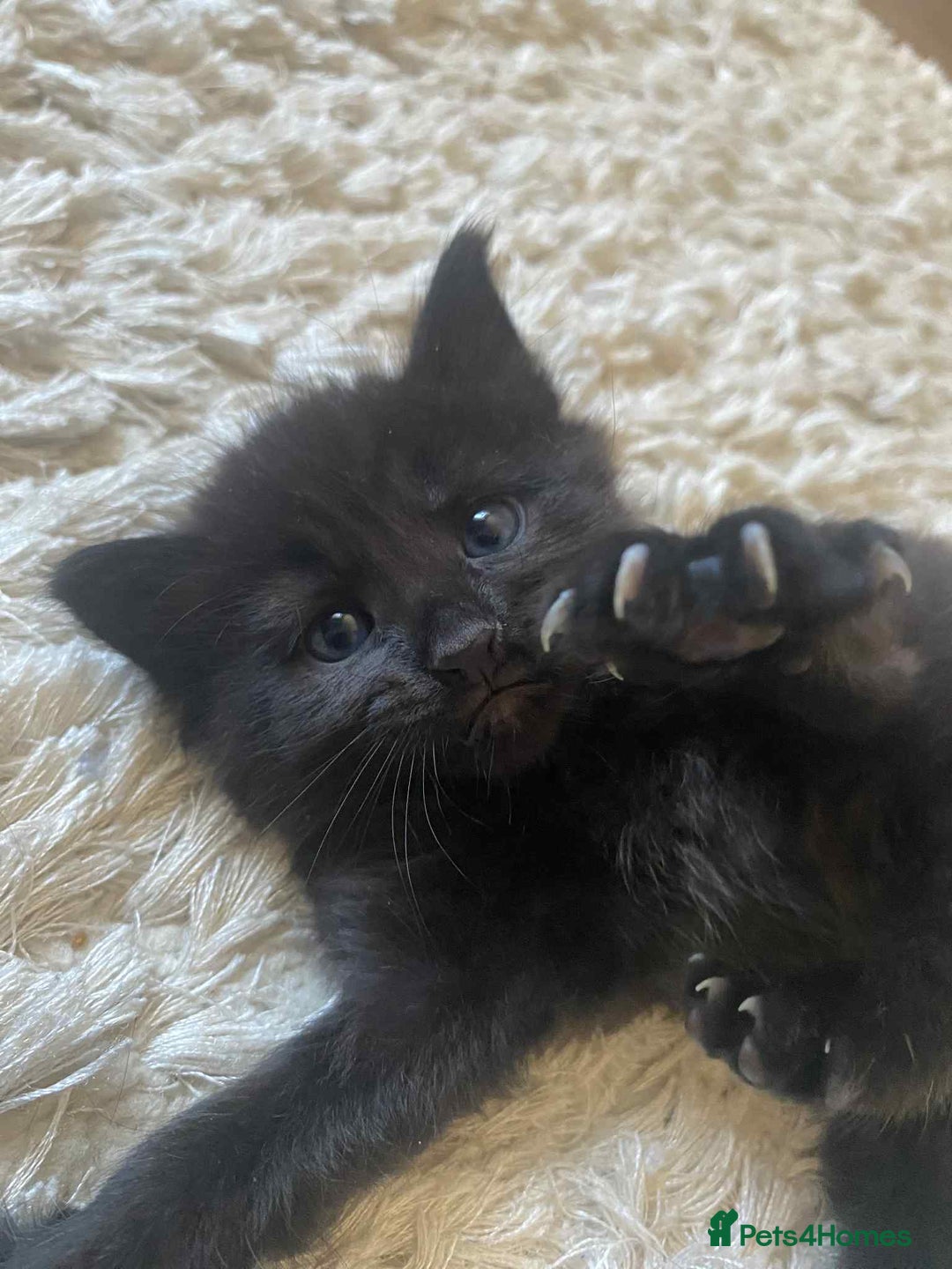Domestic Shorthair cats for sale: 4 beautiful kittens  - Image 10
