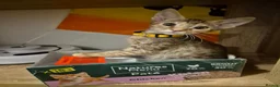 Serengeti cats for sale: Last seringetti girl ready to leave  - Advert 11