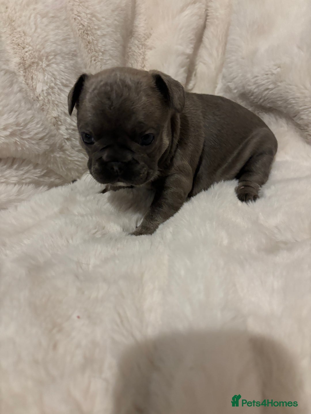 French Bulldog dogs for sale: French bulldog #fluffy#kc - Advert 9