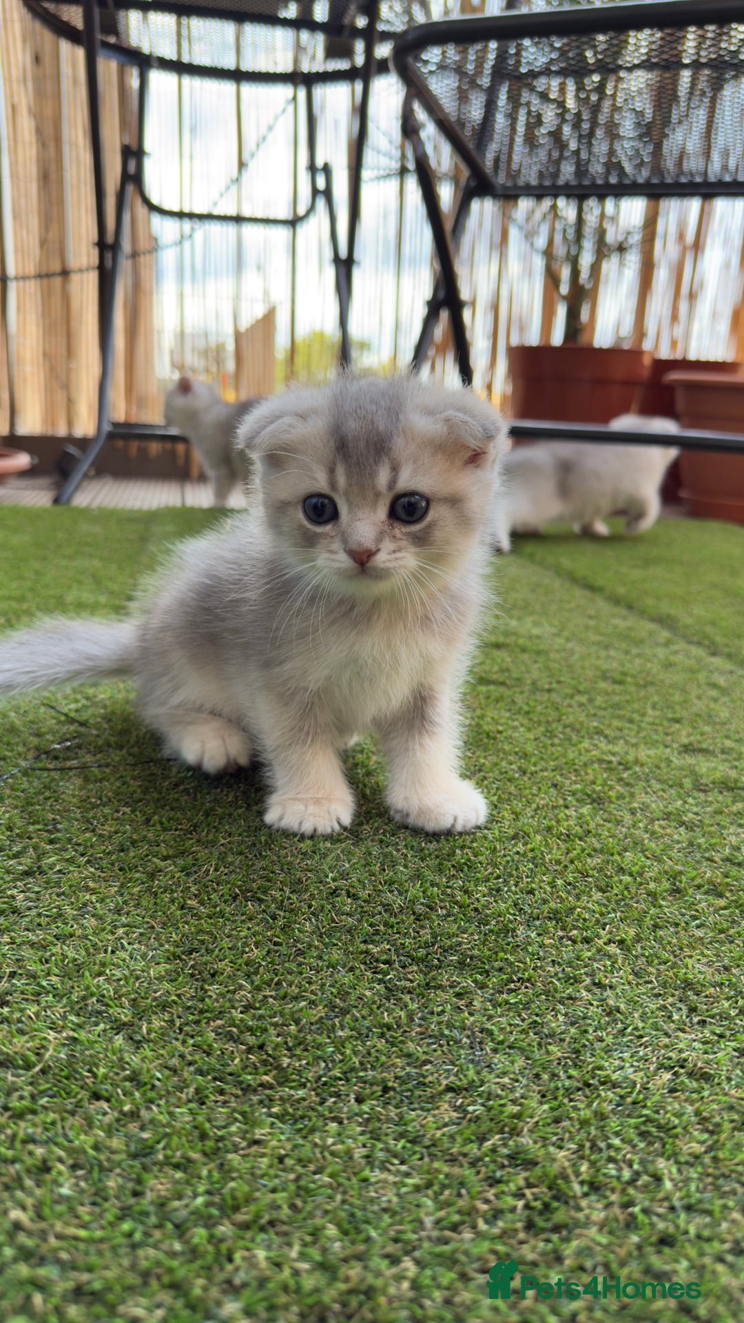 Scottish Fold cats for sale: 🐱 One boy left 🐱 Open for offers ❤️ - Image 6