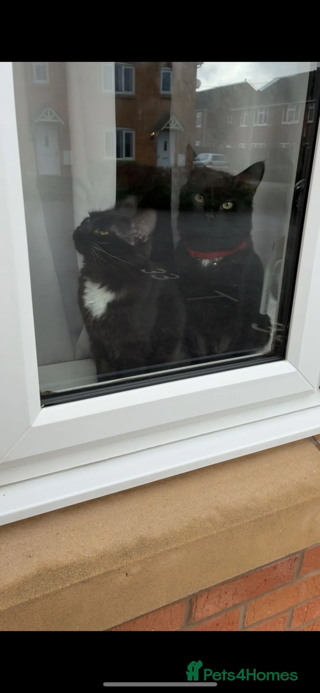 Mixed Breed cats for sale: For sale - Persian/sphynx neutered young male  in Melksham - Advert 4