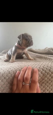 French Bulldog dogs - Advert 9