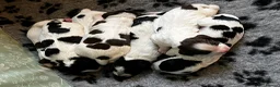 Sprocker dogs for sale: Sprocker Puppies - Advert 3