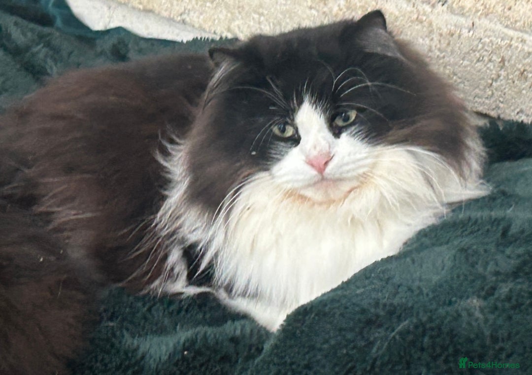 Siberian cats for sale: Siberian Adults for new Homes - Advert 2