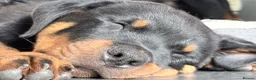 Rottweiler dogs for sale: Rottweiler puppies. 1 LEFT. READY TO GO. - Advert 10