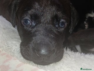 Mixed Breed dogs - Advert 27