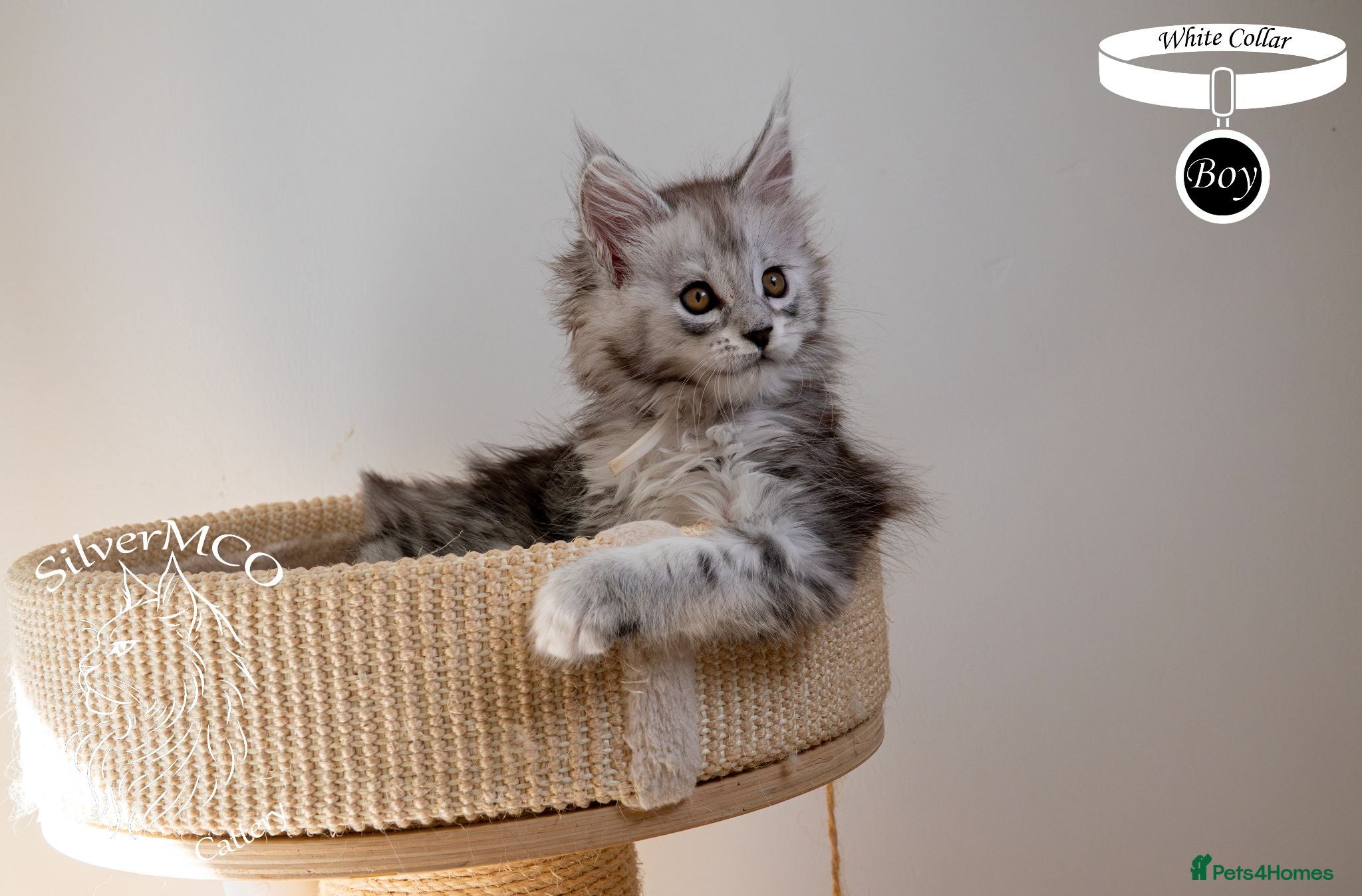 Maine Coon cats Stunning Maine Coon Kittens - Advert 2