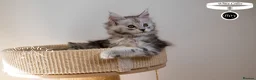 Maine Coon cats for sale: Stunning Maine Coon Kittens - Advert 20