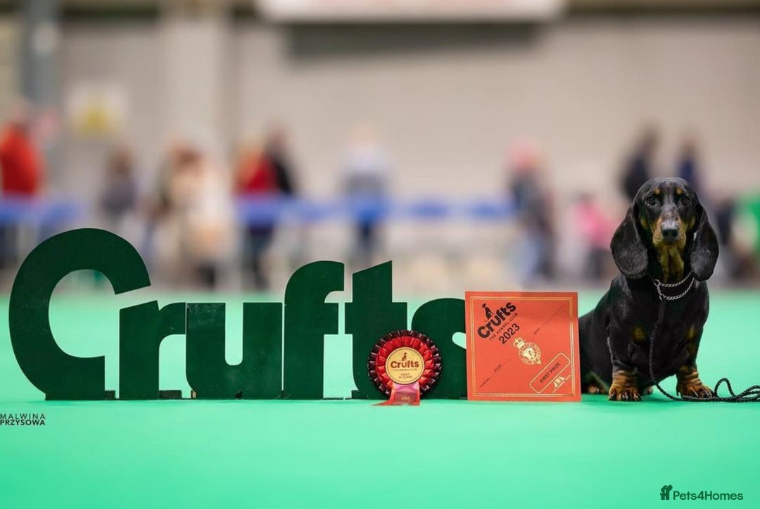 Dachshund dogs for stud: Kc registered standard smooth stud  in Newton Abbot - Image 15