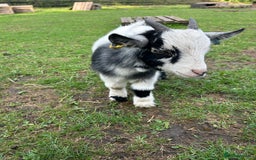 Goats livestock for sale: 2 x pygmy wether brothers  - Image 3