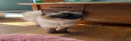 Maine Coon cats for sale: Beautiful maincoon cross ragdolls  - Advert 7