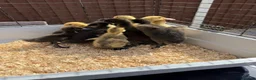 Ducks poultry for sale: 11 Day Old Large Mixed Breed Unsexed Ducks - Advert 2