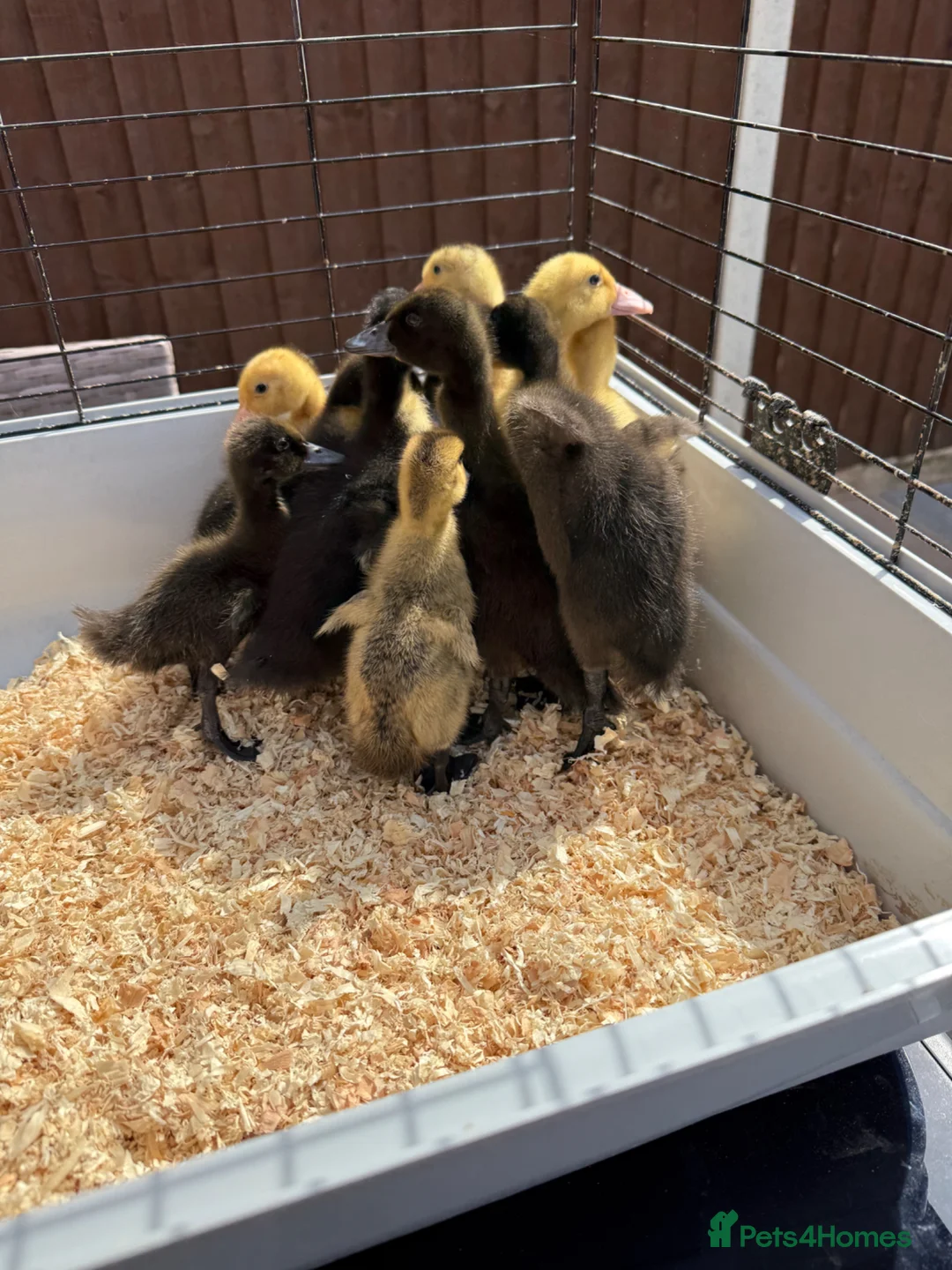 Ducks poultry for sale: 11 Day Old Large Mixed Breed Unsexed Ducks - Advert 2