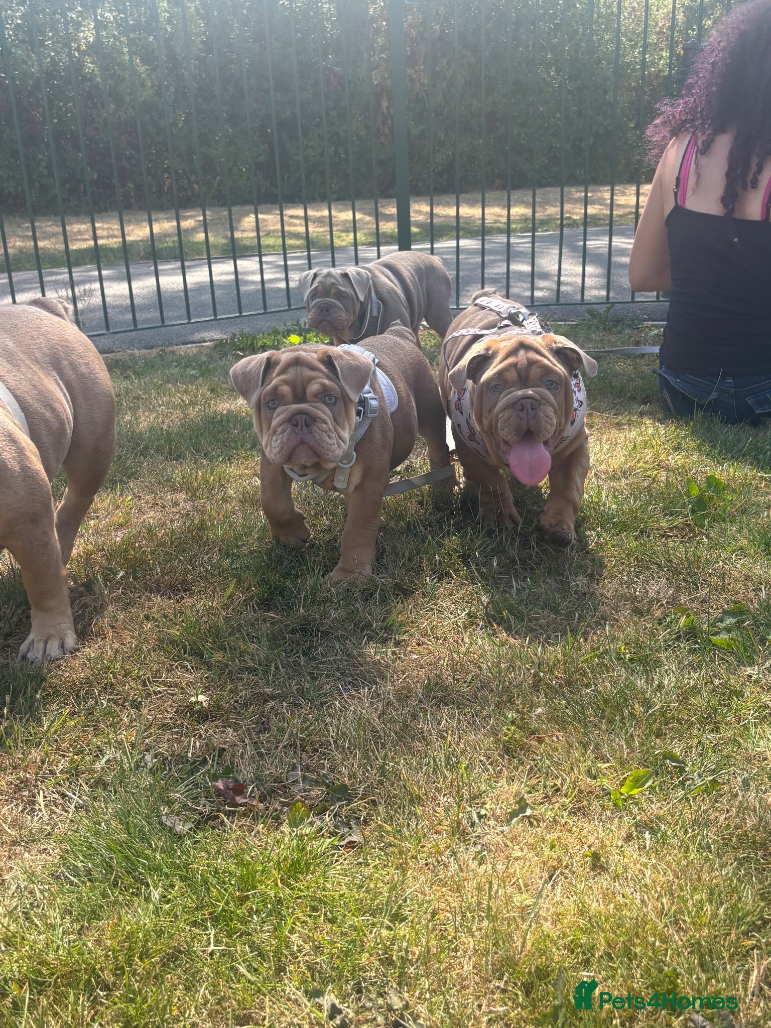 English Bulldog dogs Gorgeous English Bulldogs  - Advert 14