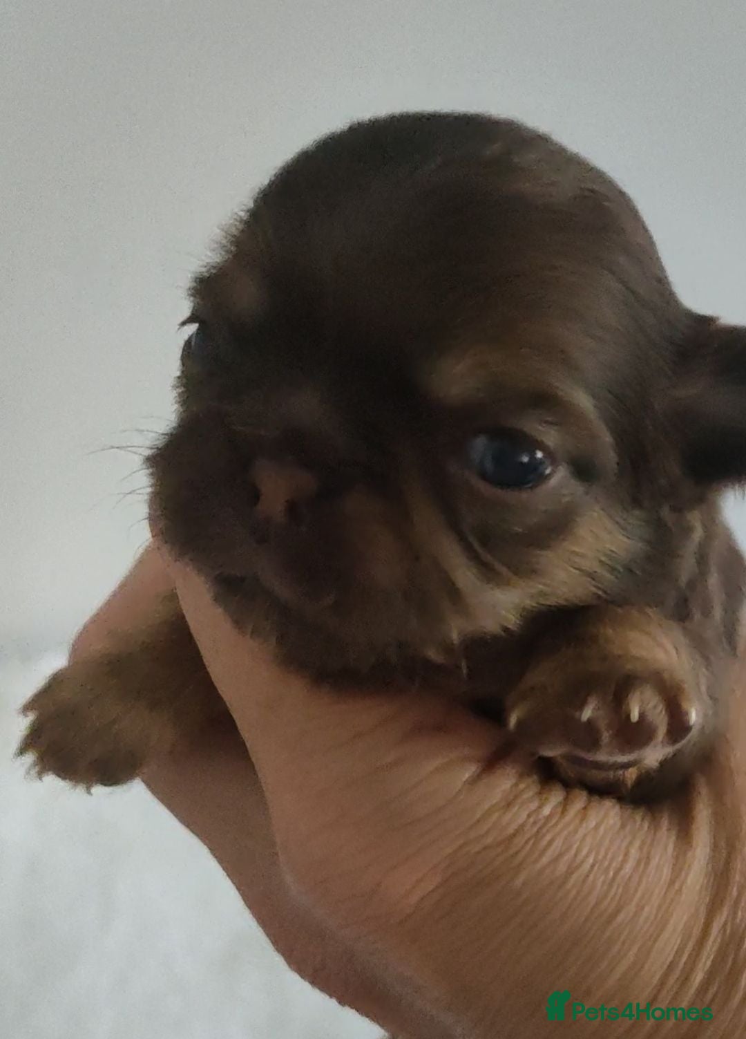 Chihuahua dogs Three stunning long coat puppies  - Advert 2