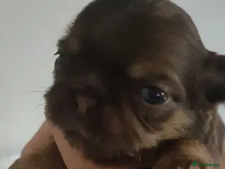 Chihuahua dogs Three stunning long coat puppies - Advert 2