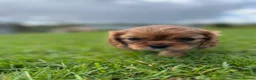 Cavalier King Charles Spaniel dogs for sale: KCR Cavalier King Charles Spaniel Puppies - Advert 30