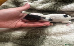 Chinese Crested dogs for sale: Chinese crested powderpuff ready September 12th - Image 23