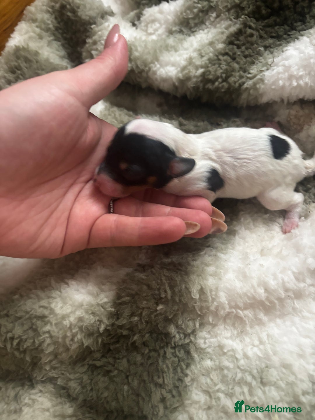 Chinese Crested dogs for sale: Chinese crested powderpuff ready September 12th - Image 23