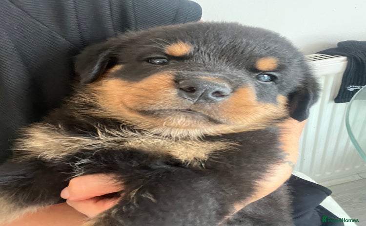 Rottweiler dogs - Advert 1