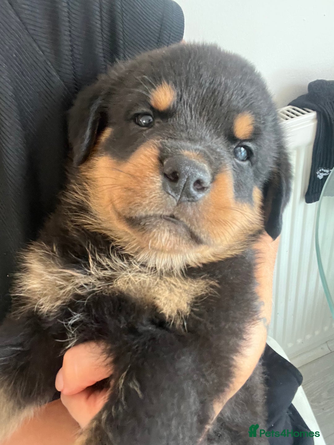 Rottweiler dogs for sale: Male German Rottweiler  - Image 1
