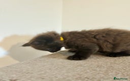 British Longhair cats for sale:  British longhair kittens 3 male 1 female  - Image 13