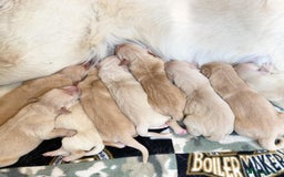 Golden Retriever dogs for sale: 🦮🐕‍🦺golden retriever puppies for sale  🐶 - Image 7