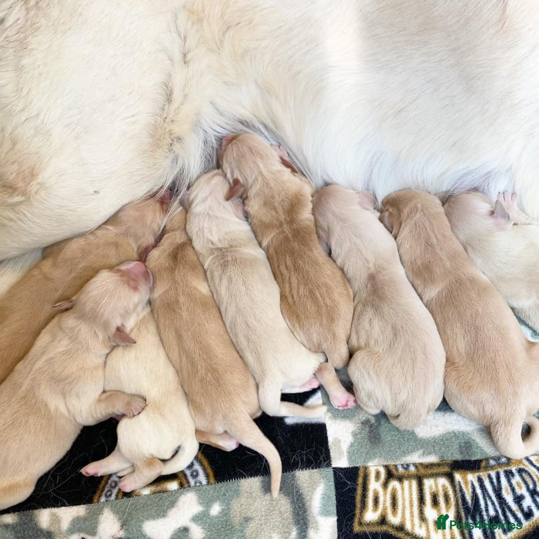 Golden Retriever dogs for sale: 🦮🐕‍🦺golden retriever puppies for sale  🐶 - Image 7