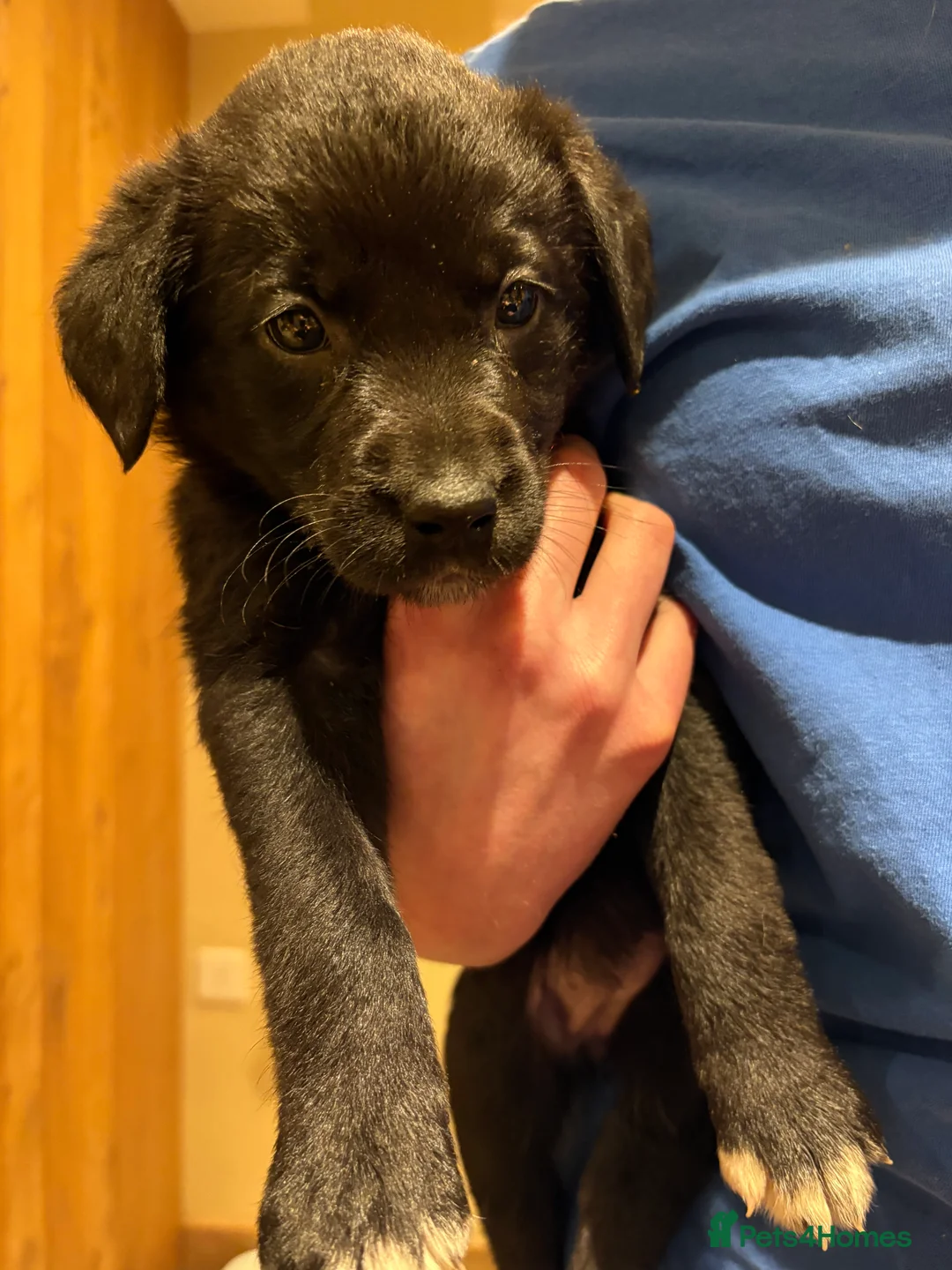 Borador dogs for sale: 11 gorgeous Borador puppies for sale  - Advert 4