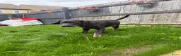 Mixed Breed dogs for sale: Chloe the Labrador cross  in Carterton - Advert 1