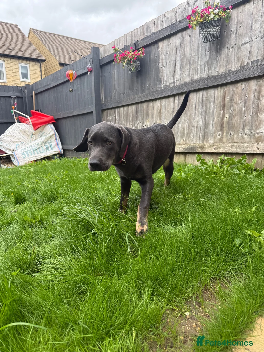 Mixed Breed dogs for sale: Chloe the Labrador cross  in Carterton - Advert 1