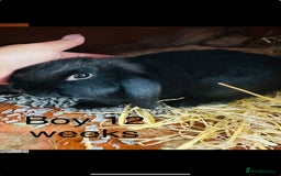 Lionhead rabbits for sale: lion-head  - Image 3