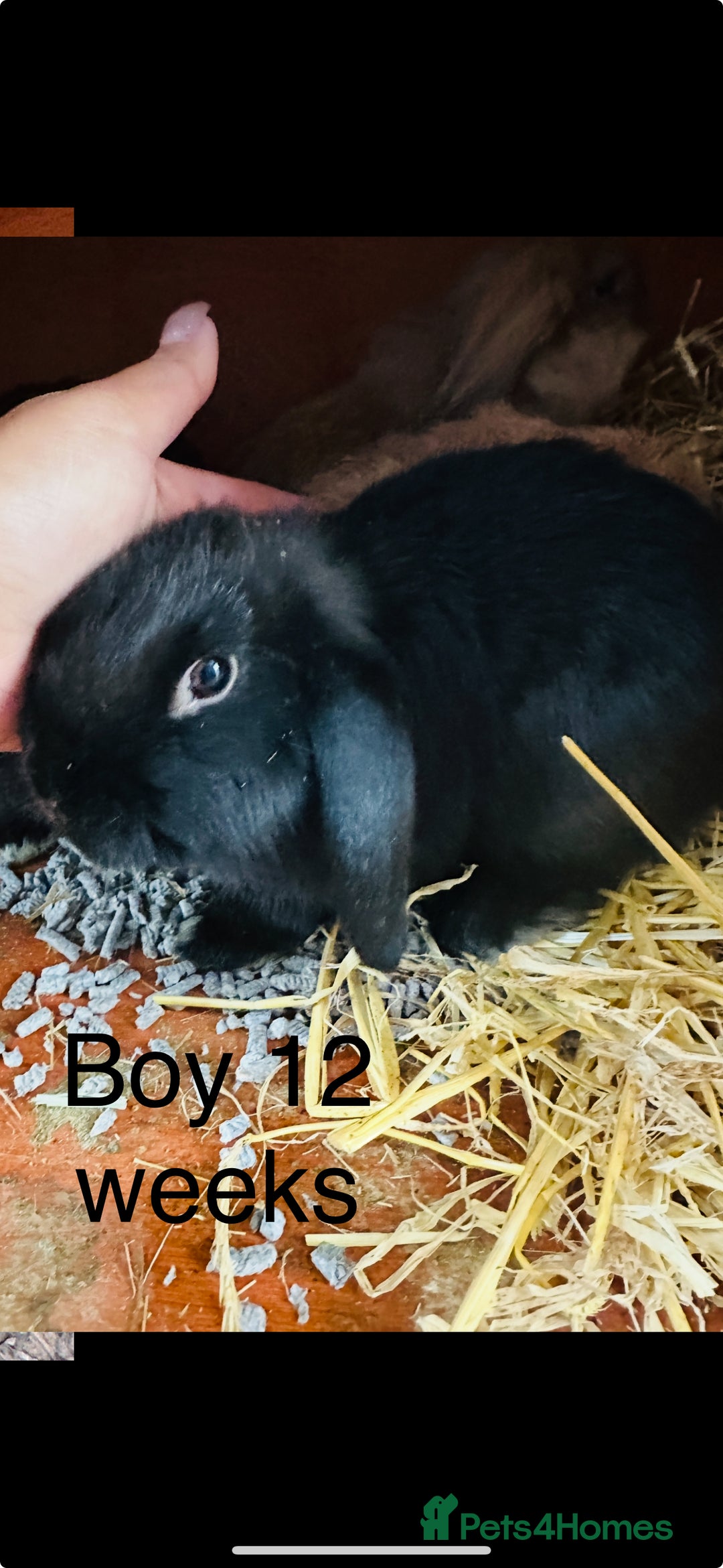 Lionhead rabbits for sale: lion-head  - Image 3