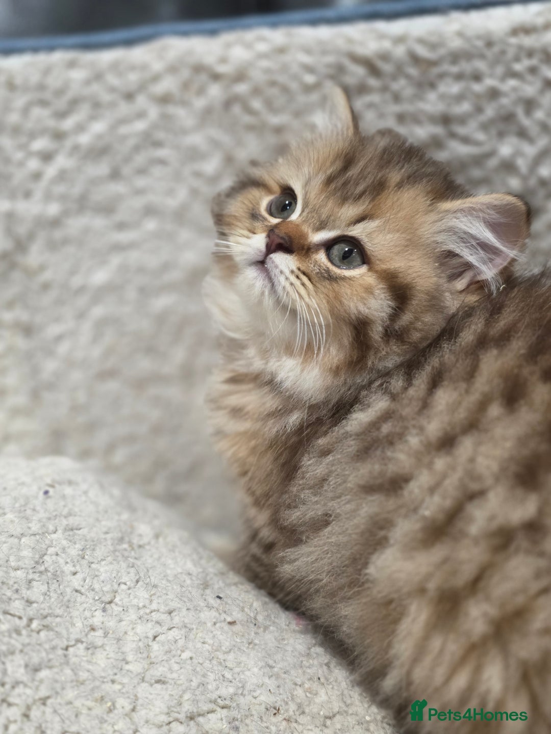 British Longhair cats for sale: GCCF Registered British Longhaired Kittens  - Image 3