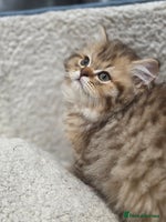 British Longhair cats - Advert 3