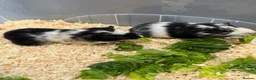 Guinea Pig rodents for sale: Guinea pigs in need of new homes!  - Advert 8