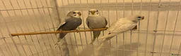 Budgerigars birds for sale: Baby Budgies - Advert 9