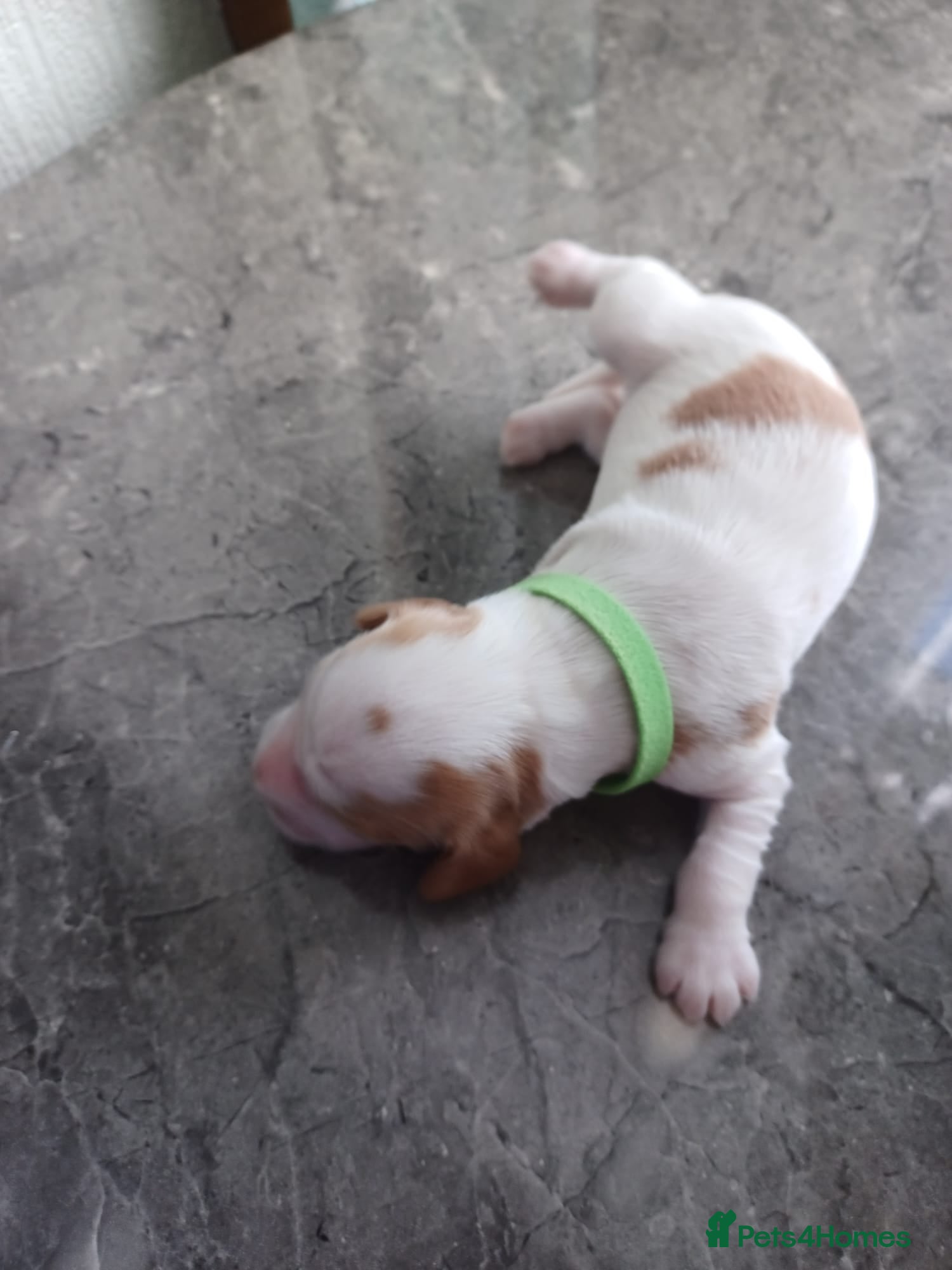 Cocker Spaniel dogs Mrs C Mitchell - Advert 2