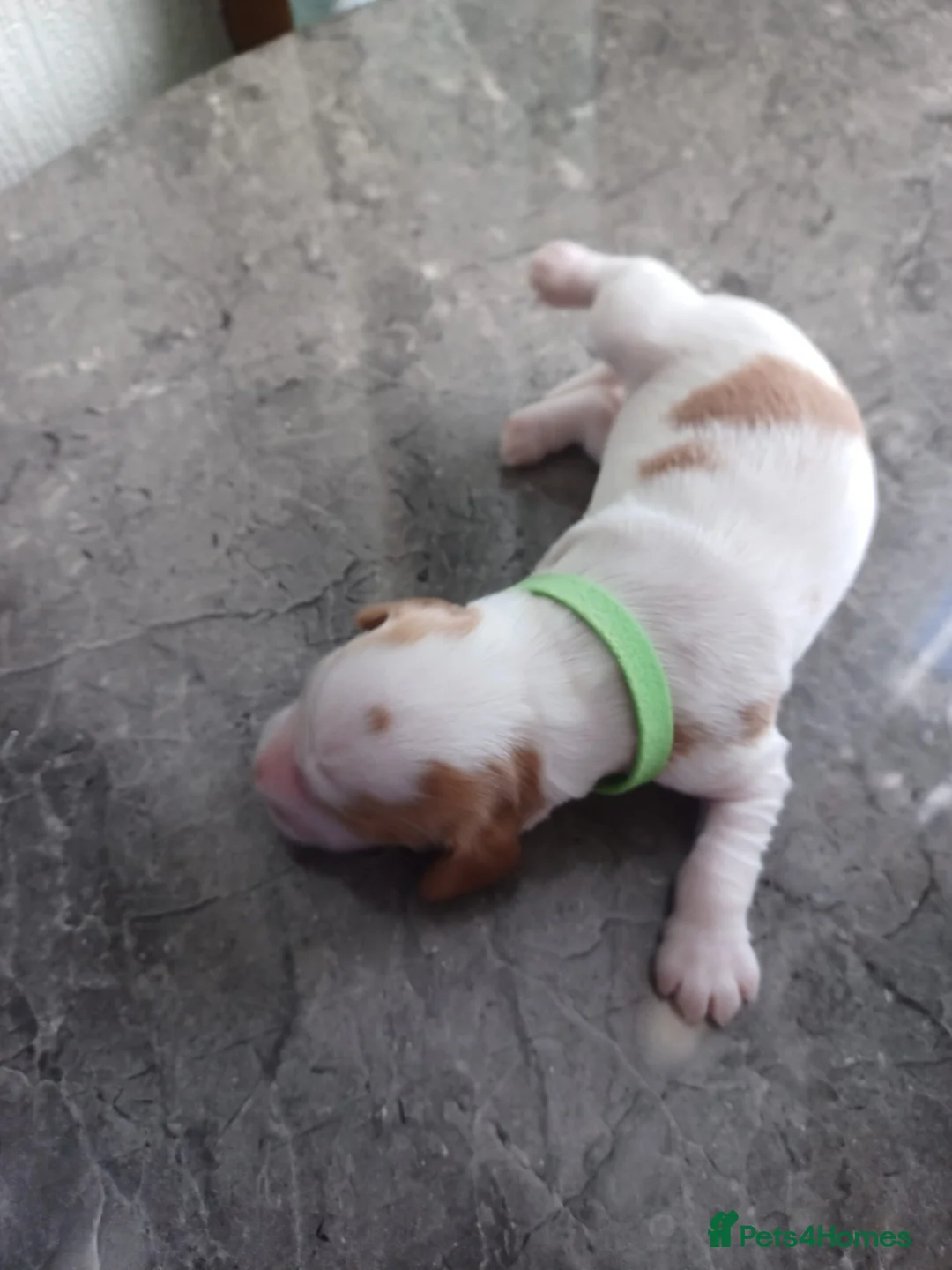 Cocker Spaniel dogs for sale: Beautiful Show Type Cocker Spaniels - Advert 2