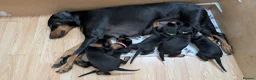 Dobermann dogs for sale: KC registered litter of 5 Dobermann puppies - Advert 16