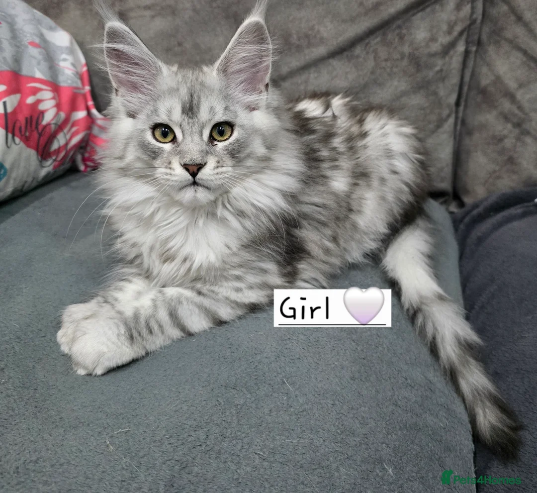 Maine Coon cats for sale: Pedigree TICA Maine Coon kittens READY  - Advert 30